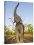 Asian Indian Elephant Holding Trunk in the Air, Bandhavgarh National Park, India. 2007-Tony Heald-Stretched Canvas