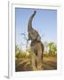 Asian Indian Elephant Holding Trunk in the Air, Bandhavgarh National Park, India. 2007-Tony Heald-Framed Premium Photographic Print