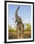 Asian Indian Elephant Holding Trunk in the Air, Bandhavgarh National Park, India. 2007-Tony Heald-Framed Premium Photographic Print