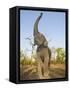 Asian Indian Elephant Holding Trunk in the Air, Bandhavgarh National Park, India. 2007-Tony Heald-Framed Stretched Canvas