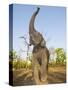 Asian Indian Elephant Holding Trunk in the Air, Bandhavgarh National Park, India. 2007-Tony Heald-Stretched Canvas