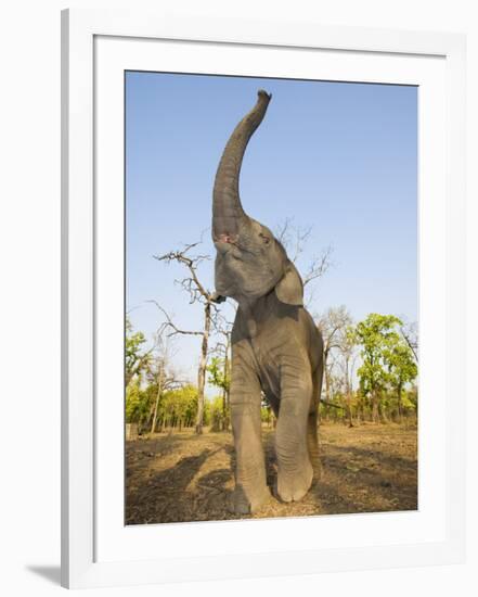 Asian Indian Elephant Holding Trunk in the Air, Bandhavgarh National Park, India. 2007-Tony Heald-Framed Photographic Print