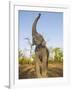 Asian Indian Elephant Holding Trunk in the Air, Bandhavgarh National Park, India. 2007-Tony Heald-Framed Photographic Print