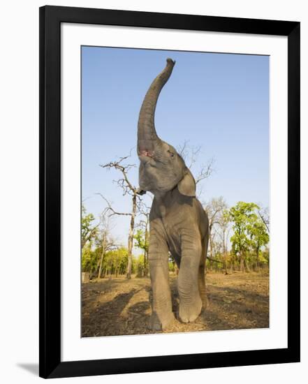 Asian Indian Elephant Holding Trunk in the Air, Bandhavgarh National Park, India. 2007-Tony Heald-Framed Photographic Print