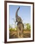 Asian Indian Elephant Holding Trunk in the Air, Bandhavgarh National Park, India. 2007-Tony Heald-Framed Photographic Print