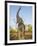 Asian Indian Elephant Holding Trunk in the Air, Bandhavgarh National Park, India. 2007-Tony Heald-Framed Photographic Print