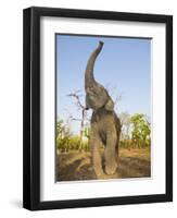 Asian Indian Elephant Holding Trunk in the Air, Bandhavgarh National Park, India. 2007-Tony Heald-Framed Photographic Print