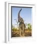 Asian Indian Elephant Holding Trunk in the Air, Bandhavgarh National Park, India. 2007-Tony Heald-Framed Photographic Print