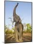 Asian Indian Elephant Holding Trunk in the Air, Bandhavgarh National Park, India. 2007-Tony Heald-Mounted Photographic Print