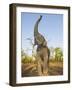 Asian Indian Elephant Holding Trunk in the Air, Bandhavgarh National Park, India. 2007-Tony Heald-Framed Photographic Print