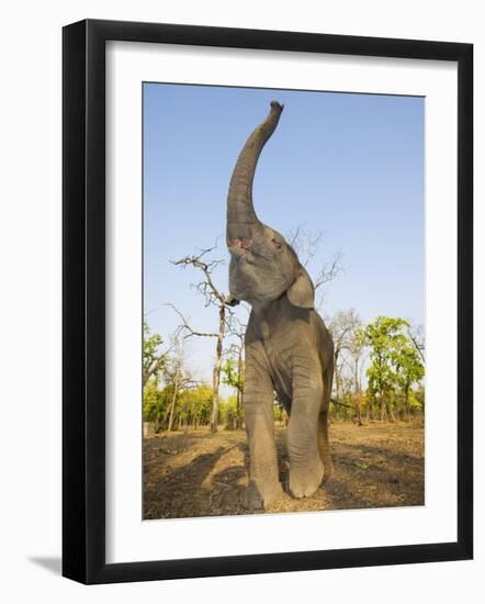 Asian Indian Elephant Holding Trunk in the Air, Bandhavgarh National Park, India. 2007-Tony Heald-Framed Photographic Print