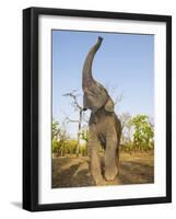 Asian Indian Elephant Holding Trunk in the Air, Bandhavgarh National Park, India. 2007-Tony Heald-Framed Photographic Print