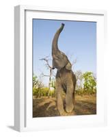 Asian Indian Elephant Holding Trunk in the Air, Bandhavgarh National Park, India. 2007-Tony Heald-Framed Photographic Print