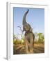 Asian Indian Elephant Holding Trunk in the Air, Bandhavgarh National Park, India. 2007-Tony Heald-Framed Photographic Print