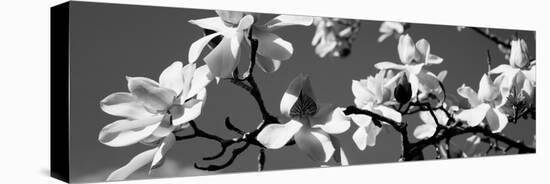 Asian Magnolia Blossoms Ca-null-Stretched Canvas