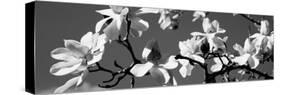 Asian Magnolia Blossoms Ca-null-Stretched Canvas