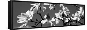 Asian Magnolia Blossoms Ca-null-Framed Stretched Canvas