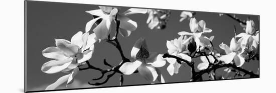 Asian Magnolia Blossoms Ca-null-Mounted Photographic Print