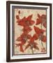 Asian Orchid II-Hollack-Framed Giclee Print