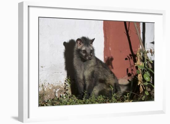 Asian Palm Civet (Paradoxurus Hermaphroditus) Chambal Safari Lodge-Pete Oxford-Framed Photographic Print