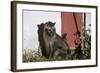 Asian Palm Civet (Paradoxurus Hermaphroditus) Chambal Safari Lodge-Pete Oxford-Framed Photographic Print