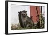 Asian Palm Civet (Paradoxurus Hermaphroditus) Chambal Safari Lodge-Pete Oxford-Framed Photographic Print