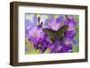 Asian Swallowtail Butterfly, Papilio Syfanius-Darrell Gulin-Framed Photographic Print