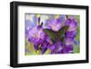 Asian Swallowtail Butterfly, Papilio Syfanius-Darrell Gulin-Framed Photographic Print