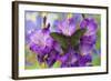 Asian Swallowtail Butterfly, Papilio Syfanius-Darrell Gulin-Framed Photographic Print