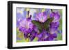 Asian Swallowtail Butterfly, Papilio Syfanius-Darrell Gulin-Framed Photographic Print