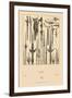 Asian Swords-Racinet-Framed Art Print