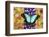 Asian tropical swallowtail butterfly, Papilio larquinianus on lupine, Bandon, Oregon-Darrell Gulin-Framed Photographic Print