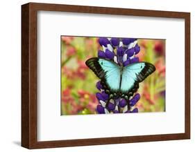 Asian tropical swallowtail butterfly, Papilio larquinianus on lupine, Bandon, Oregon-Darrell Gulin-Framed Photographic Print