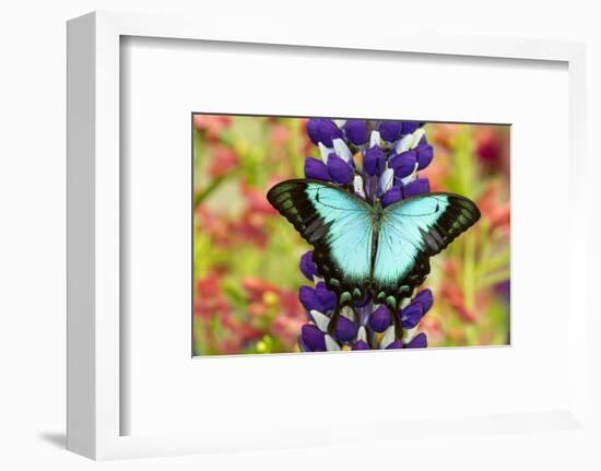 Asian tropical swallowtail butterfly, Papilio larquinianus on lupine, Bandon, Oregon-Darrell Gulin-Framed Photographic Print