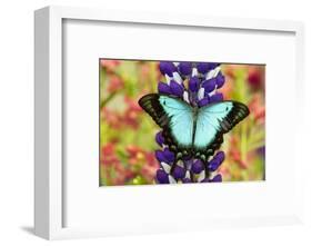 Asian tropical swallowtail butterfly, Papilio larquinianus on lupine, Bandon, Oregon-Darrell Gulin-Framed Photographic Print