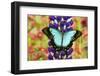 Asian tropical swallowtail butterfly, Papilio larquinianus on lupine, Bandon, Oregon-Darrell Gulin-Framed Photographic Print