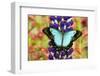 Asian tropical swallowtail butterfly, Papilio larquinianus on lupine, Bandon, Oregon-Darrell Gulin-Framed Photographic Print