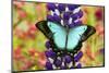 Asian tropical swallowtail butterfly, Papilio larquinianus on lupine, Bandon, Oregon-Darrell Gulin-Mounted Photographic Print