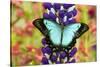 Asian tropical swallowtail butterfly, Papilio larquinianus on lupine, Bandon, Oregon-Darrell Gulin-Stretched Canvas