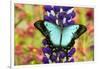 Asian tropical swallowtail butterfly, Papilio larquinianus on lupine, Bandon, Oregon-Darrell Gulin-Framed Photographic Print