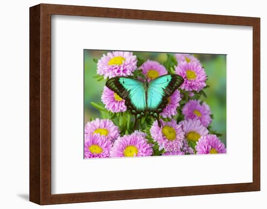 Asian tropical swallowtail butterfly Papilio larquinianus on pink flowering mums-Darrell Gulin-Framed Photographic Print