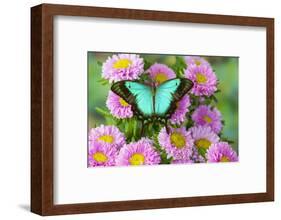 Asian tropical swallowtail butterfly Papilio larquinianus on pink flowering mums-Darrell Gulin-Framed Photographic Print