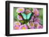 Asian tropical swallowtail butterfly Papilio larquinianus on pink flowering mums-Darrell Gulin-Framed Photographic Print