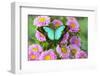 Asian tropical swallowtail butterfly Papilio larquinianus on pink flowering mums-Darrell Gulin-Framed Photographic Print