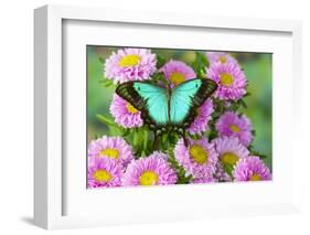 Asian tropical swallowtail butterfly Papilio larquinianus on pink flowering mums-Darrell Gulin-Framed Photographic Print