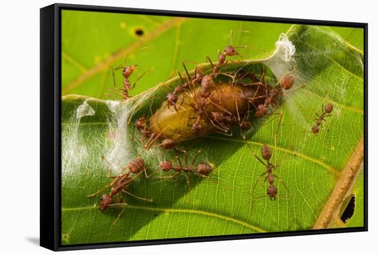 Asian weaver ants protecting a parasitic butterfly pupa, Borneo-Emanuele Biggi-Framed Stretched Canvas