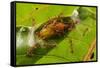 Asian weaver ants protecting a parasitic butterfly pupa, Borneo-Emanuele Biggi-Framed Stretched Canvas