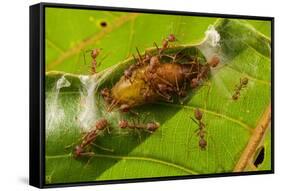 Asian weaver ants protecting a parasitic butterfly pupa, Borneo-Emanuele Biggi-Framed Stretched Canvas