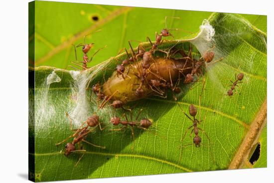 Asian weaver ants protecting a parasitic butterfly pupa, Borneo-Emanuele Biggi-Stretched Canvas