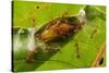 Asian weaver ants protecting a parasitic butterfly pupa, Borneo-Emanuele Biggi-Stretched Canvas